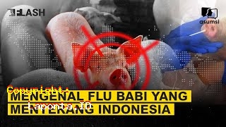 Flu Babi Terbaru Hari Ini Rabu 1 Mei 2024
