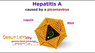 Hepatitis Akut Terbaru Hari Ini Sabtu 24 Februari 2024