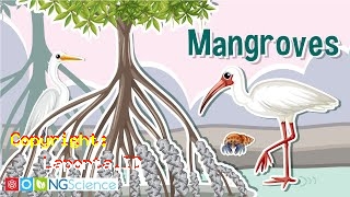 Mangrove Terbaru Hari Ini Kamis 18 April 2024