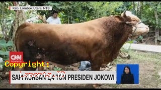 Sapi Jokowi Terbaru Hari Ini Selasa 30 April 2024