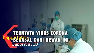Virus Corona Berasal Dari Terbaru Hari Ini Kamis 2 Mei 2024