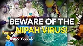Virus Nipah Terbaru Hari Ini Rabu 17 April 2024